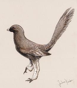 Anchiornithids