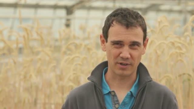 The Near-Complete Genome of Bread Wheat (8 of 8)