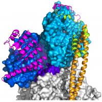 Tropomodulin on An Actin Filament