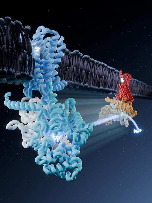 Mu-Opioid Receptor Conformational Change