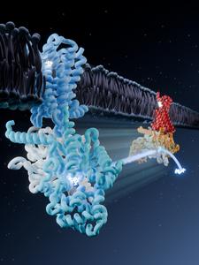 Mu-Opioid Receptor Conformational Change