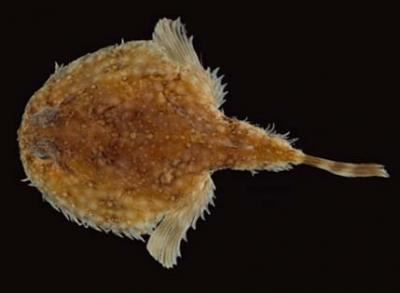 New Species