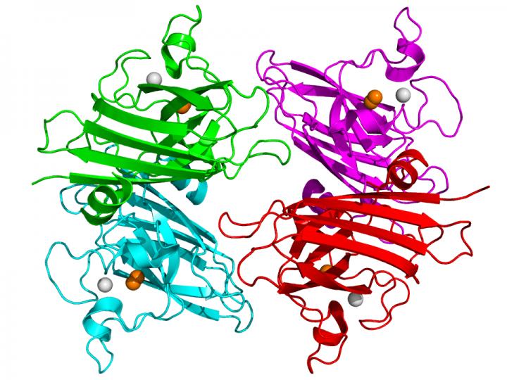 Copper, Zinc Superoxide Dismutase