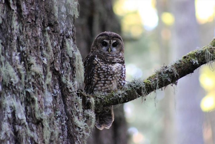 Northern Spotted Owl