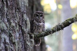 Northern Spotted Owl