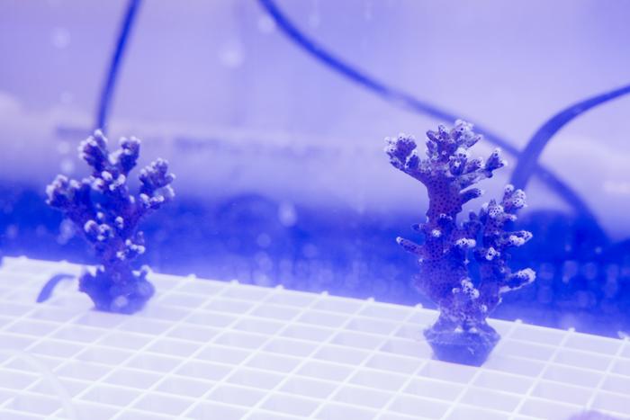 Coral in mother tank
