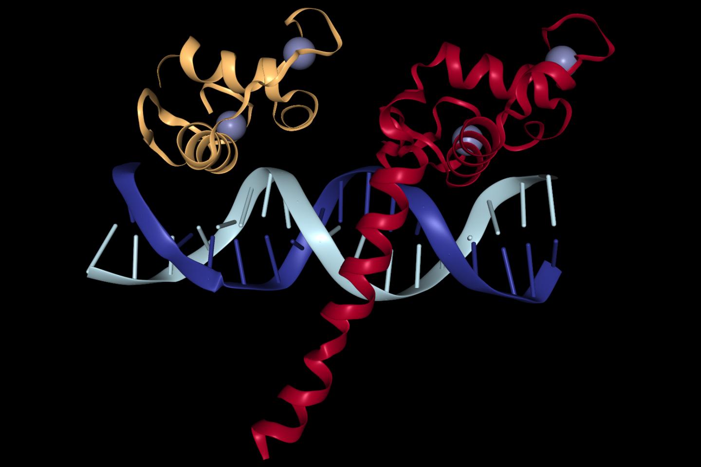 A Nuclear Receptor Complex Binding to DNA