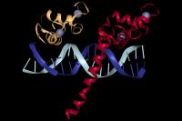 A Nuclear Receptor Complex Binding to DNA