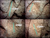Magnified Views of Fingerprints