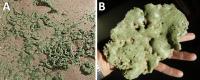 Photos of Melt Glass Known as Trinitite