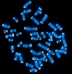 Telomeres