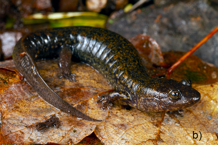 D. kanawha