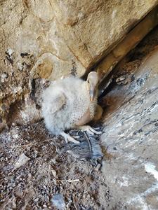Five-week-old Condor Chick, California