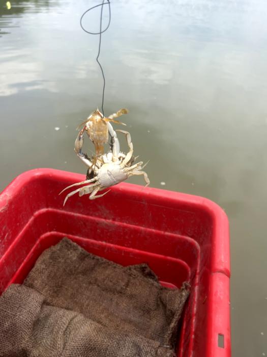 Crab cannibalism 2
