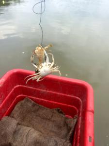 Crab cannibalism 2
