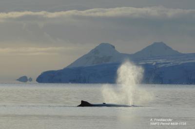 Humpback Whale