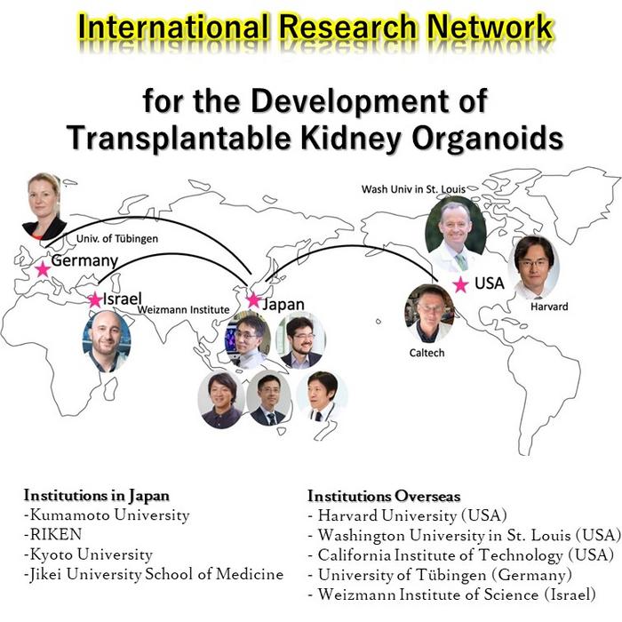 International Research Network for the Development of Transplantable Kidney Organoids