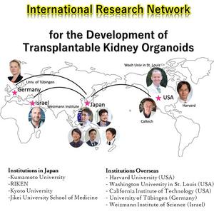 International Research Network for the Development of Transplantable Kidney Organoids