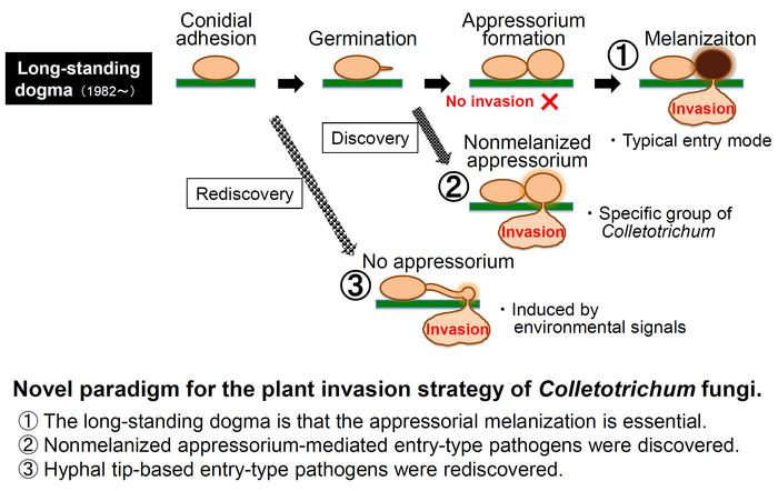 Breaking the long-standing dogma for plant invasion strategy of Colletotrichum fungi