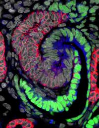 Nephron Forming in Human Kidney