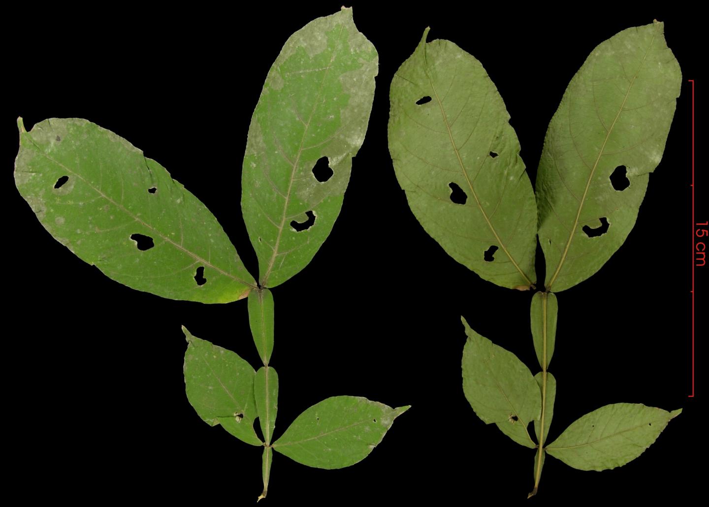 Inga acuminata