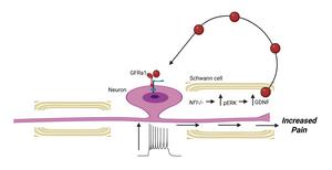How NF1 can trigger pain even before tumors form