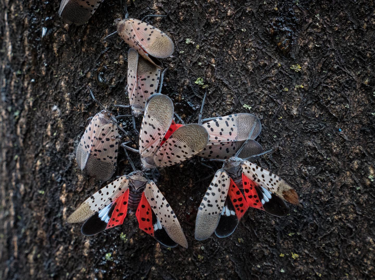 Spotted Lantern Fly