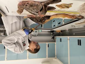 Sturgeon dissection