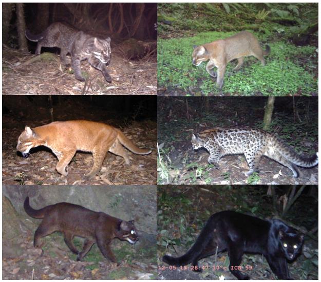 Montage of Color Morphs