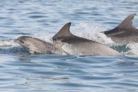 Dolphin 2