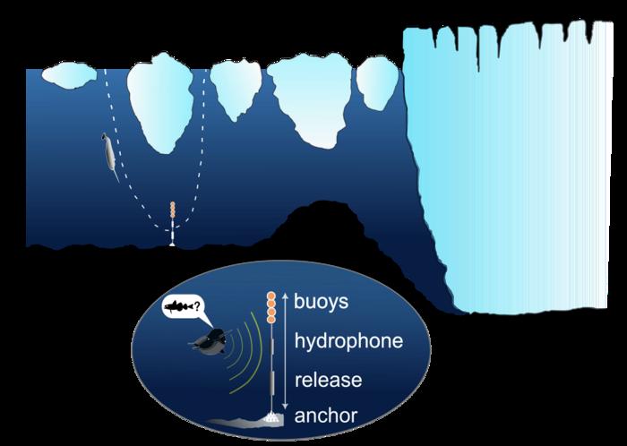 Sketch of a seafloor mooring in a glacial fjord at Inglefield Bredning, Northwest Greenland (from Podolskiy et al., 2025).