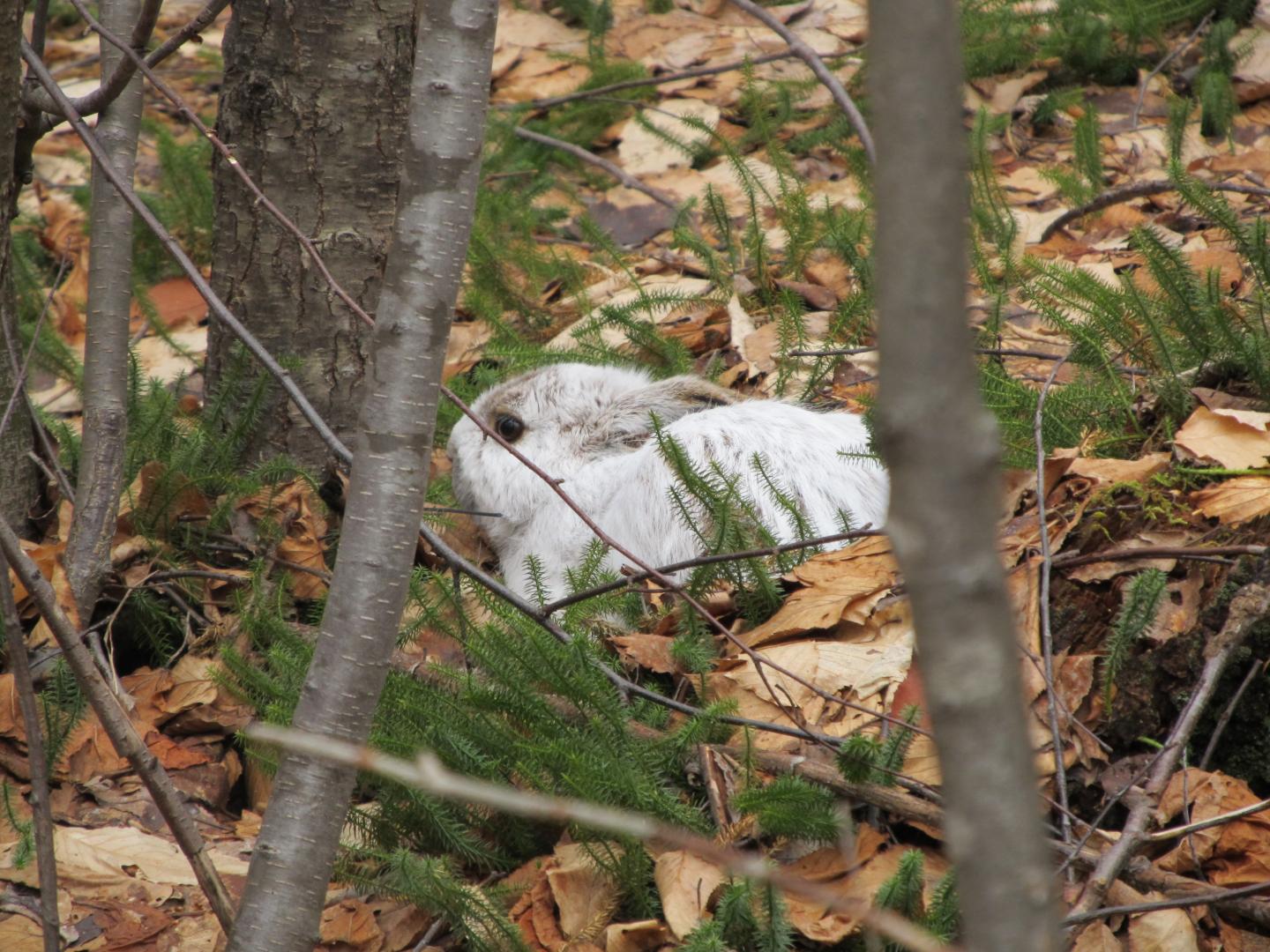White Hare