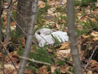 White Hare