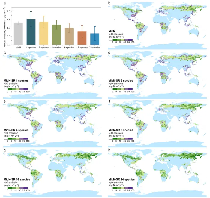 Plant Diversity-Soil-N2O flux model simulates global forest soil N2O emissions under diverse tree diversity scenarios.