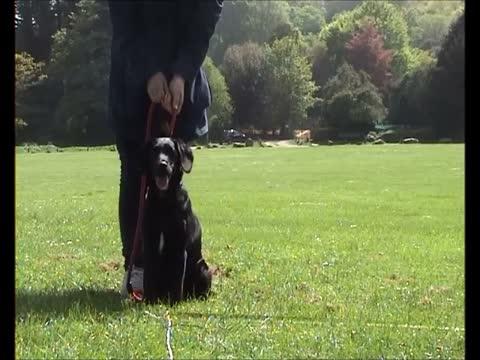 Dogs Hear Our Words and How We Say Them