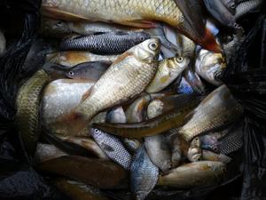 eDNA samples from fish in Shaying river