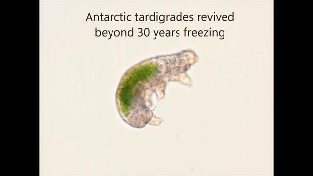 Recovery Condition of the Revived Tardigrade SB-1