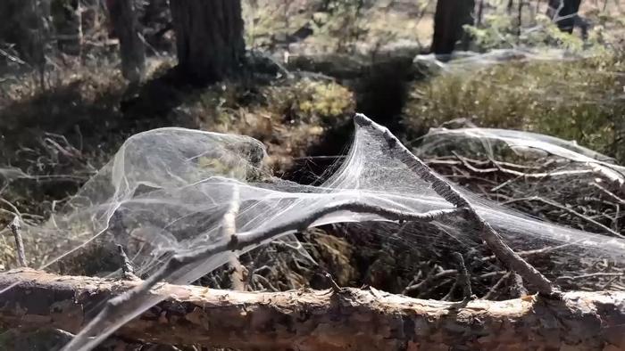 Natural spider kiting silk, released fibre by fibre after being used up by spiders, spontaneously forms uniform surfaces between tree branches, inspiring our technological discovery.
