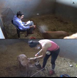 Assessing the impact of the reactivity of red brocket deer (Mazama americana) on training efficiency