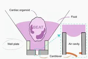 Illustrated GIF of sensing mechanism.