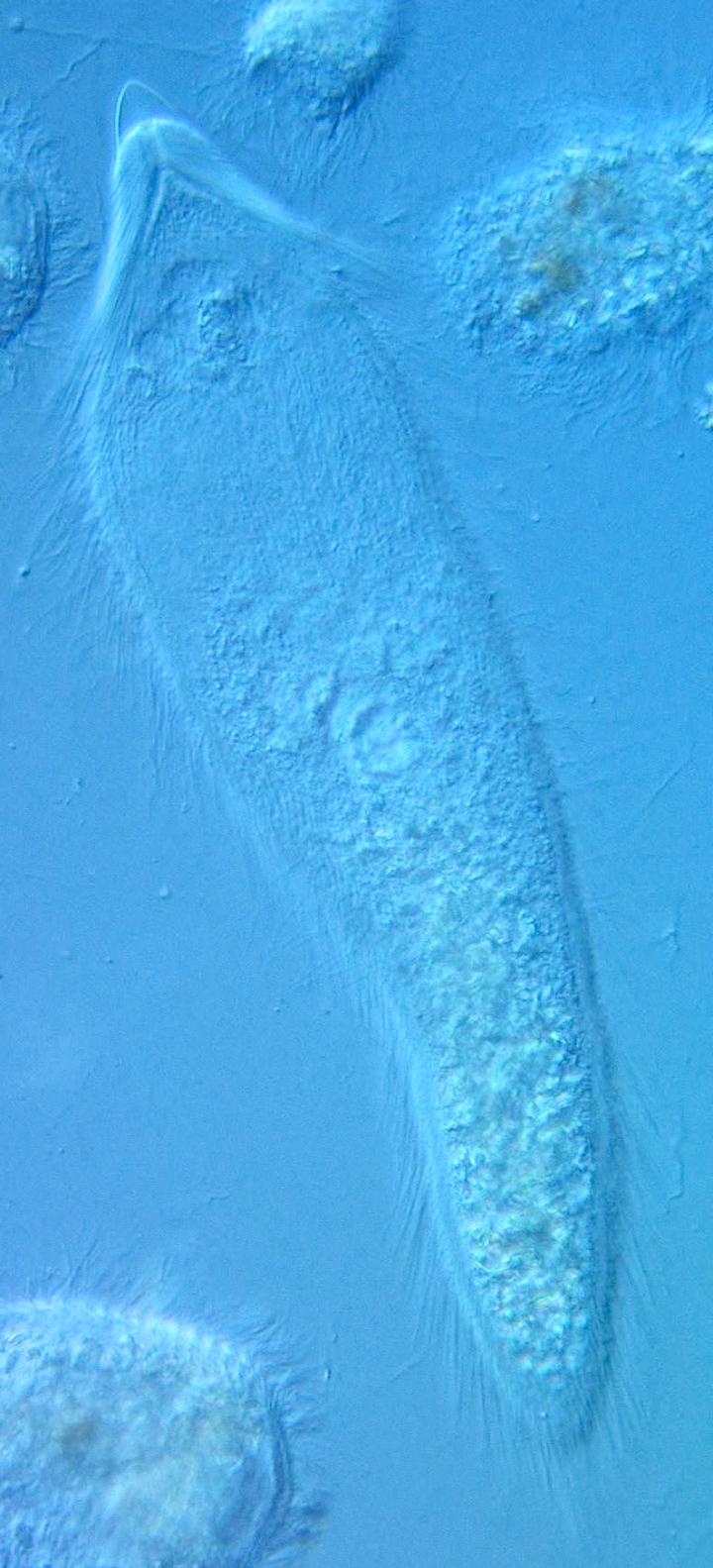 <I>P. leei</I>