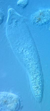 <I>P. leei</I>