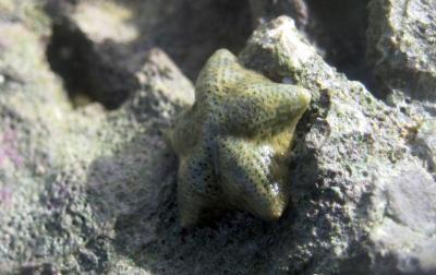 Sea Stars