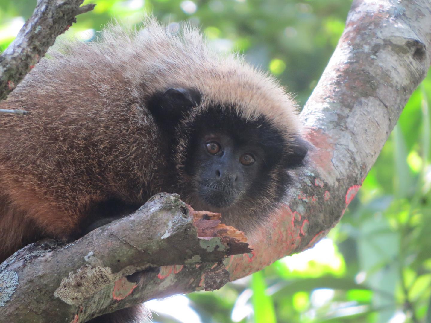 Titi Monkeys Use Probabilistic Predator Calls (5 of 14)