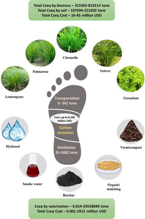 Cultivation of aromatic plant for nature-based sustainable solutions for the management of degraded/marginal lands: techno-economics and carbon dynamic
