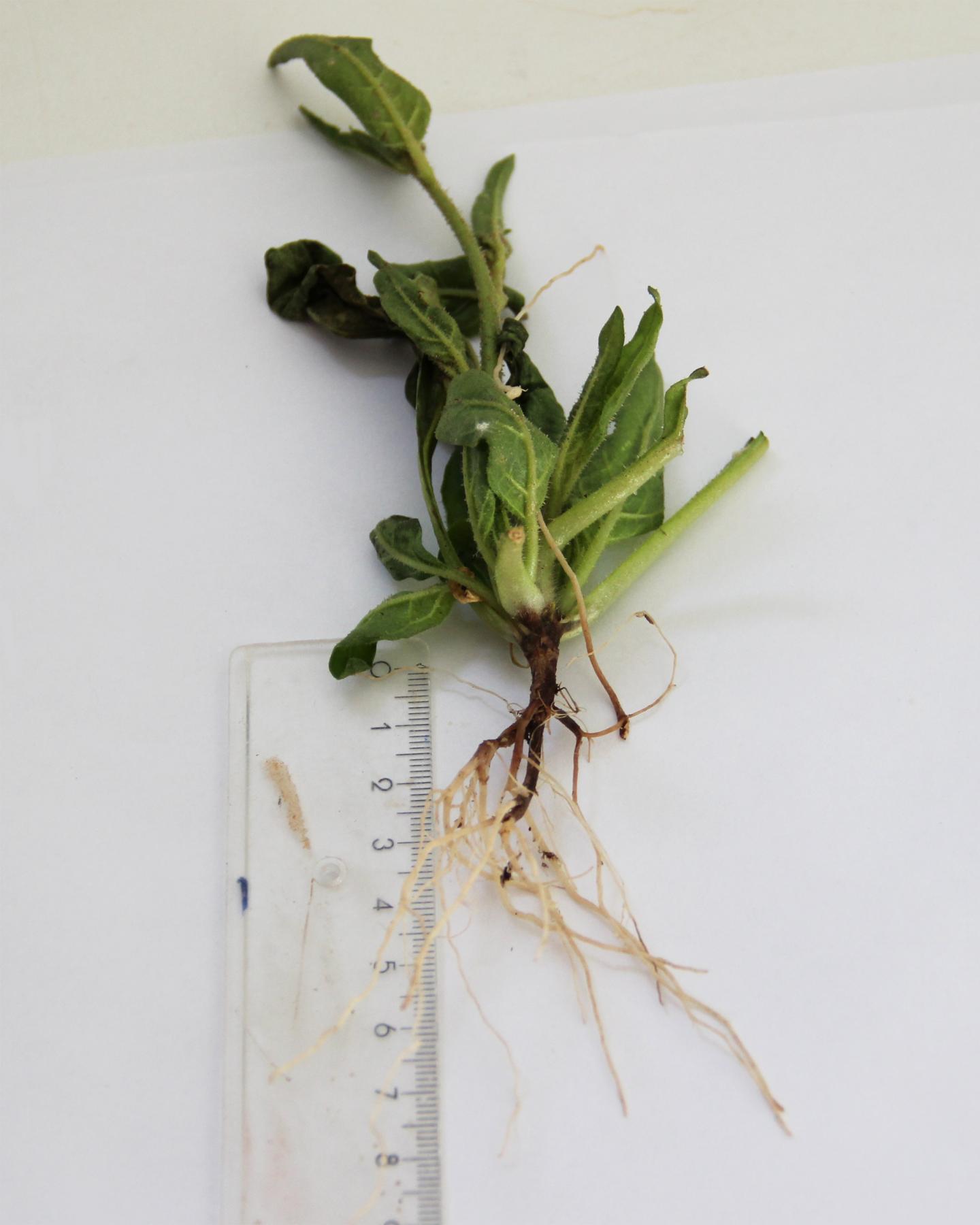 Black Roots