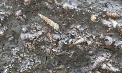 Freshwater Snail Fossils from Myanmar