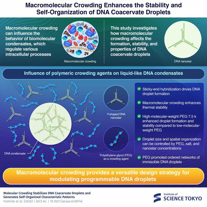 Investigating the effect of macromolecular crowding on DNA droplets