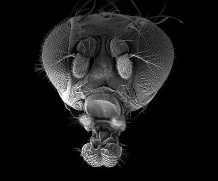 Dark-fly