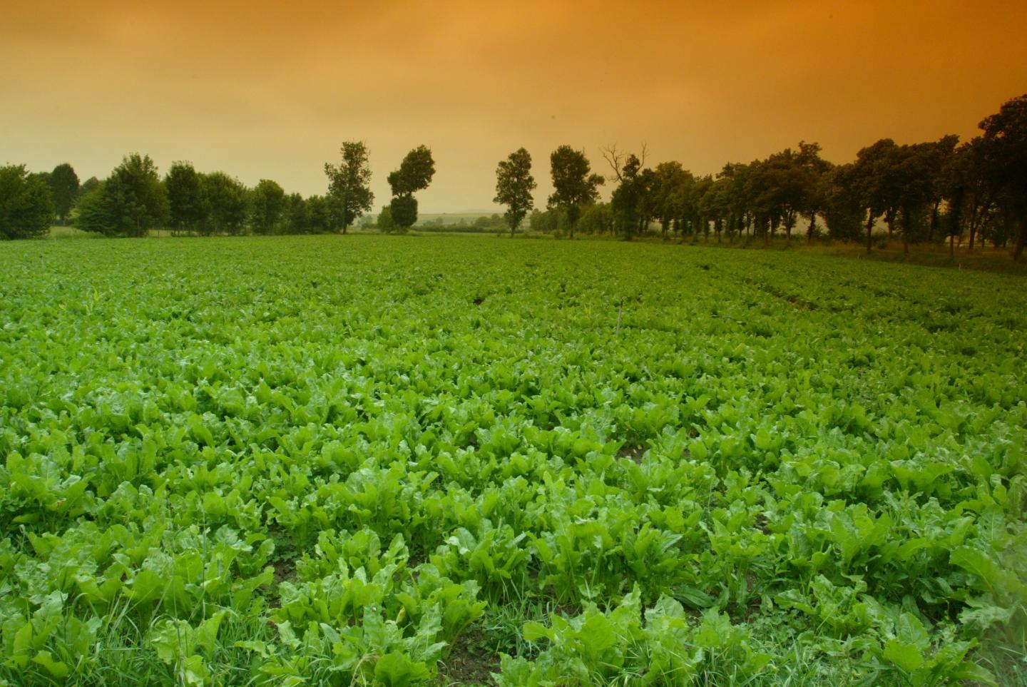 Sugar Beet Plantation